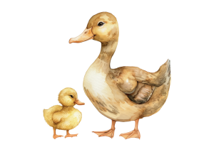 duckling