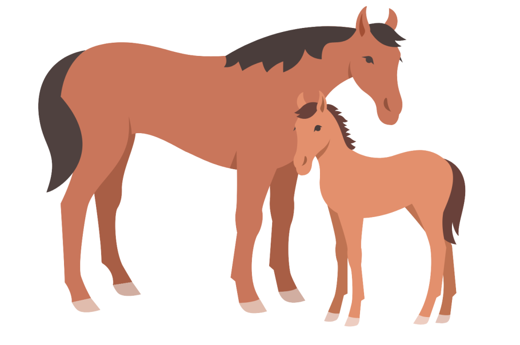 foal